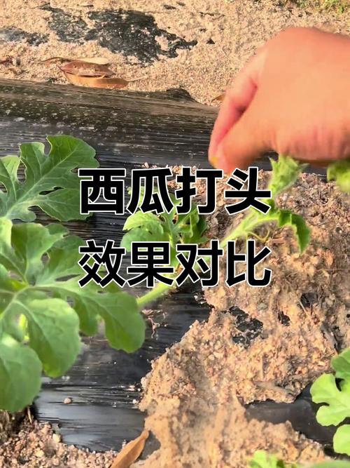 西瓜整枝管理技术视频-图1