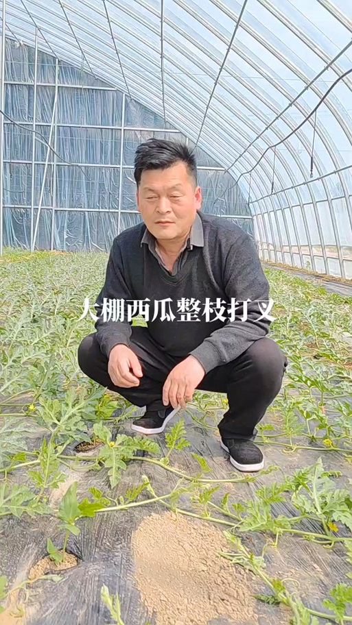西瓜整枝管理技术视频-图2