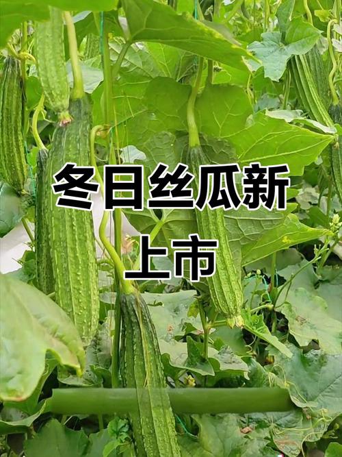 冬季大棚丝瓜咋种植才高产？-图1
