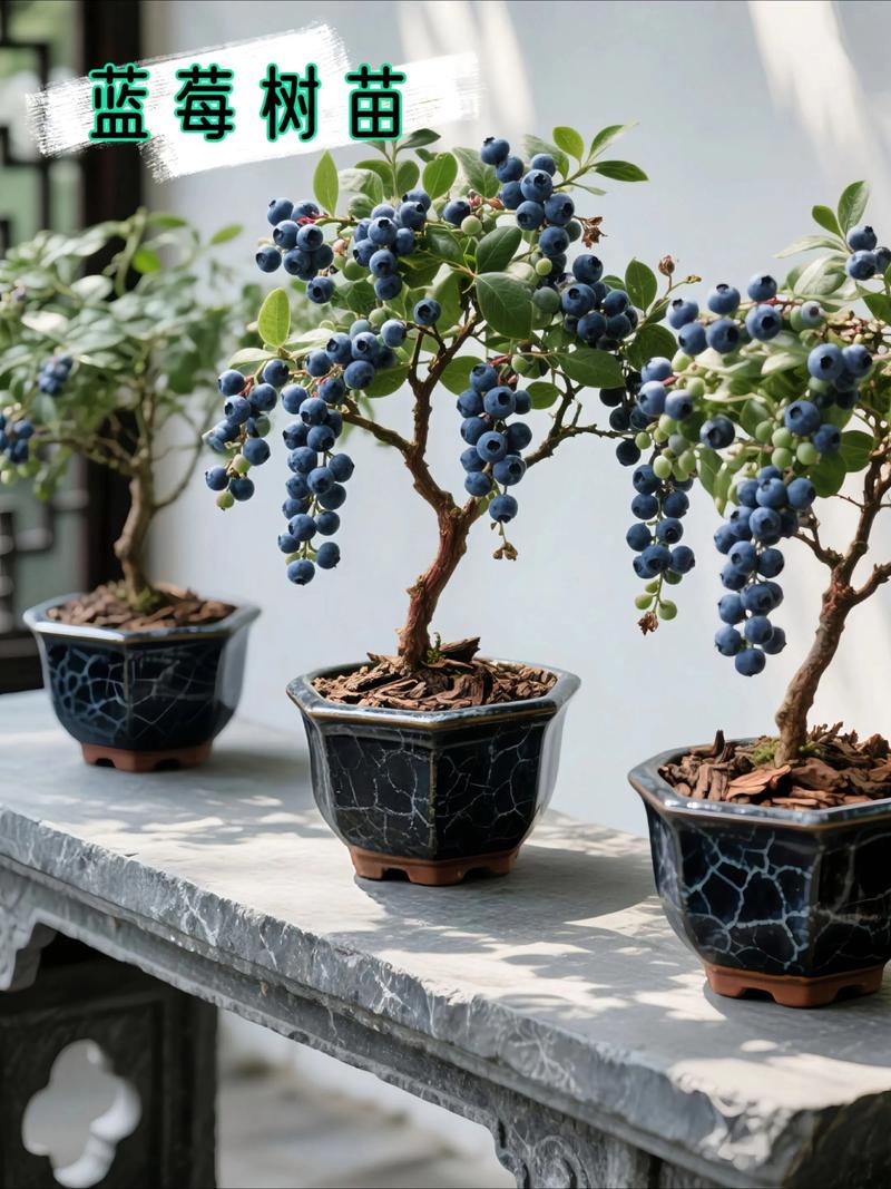 南方盆栽蓝莓，哪些品种更适合？-图1