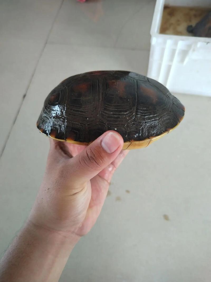 2025台缘龟苗多少钱一只？-图2