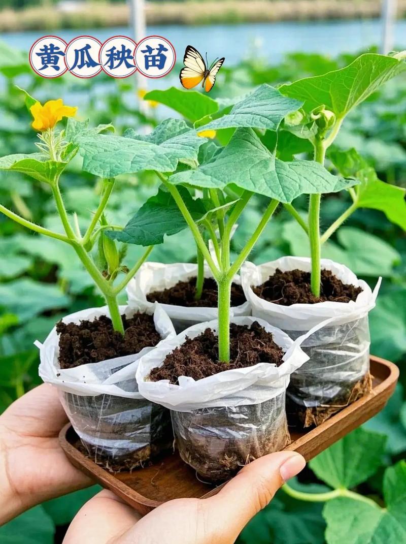 开春大棚黄瓜育苗怎么育？-图1