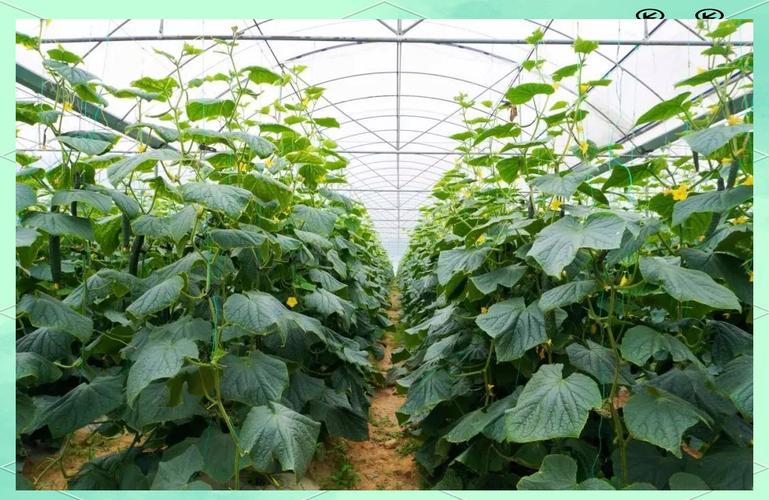 开春大棚黄瓜育苗怎么育？-图2