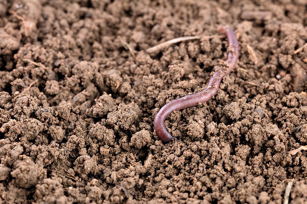 蚯蚓养鸡技术视频下集-图3 蚯蚓养鸡技术视频下集-图3