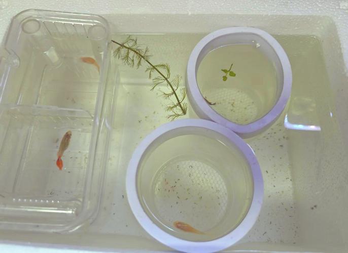 养殖鱼苗孵化技术视频-图1