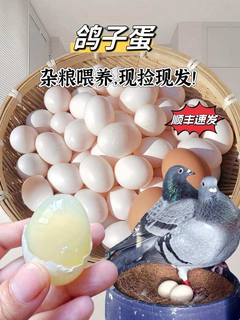 今日鸽蛋价格最新行情如何？-图1