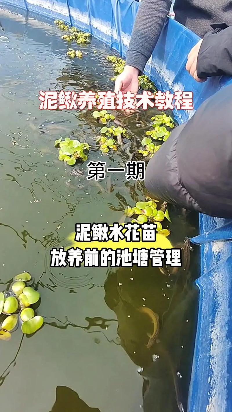 免费泥鳅养殖技术哪里学？-图1