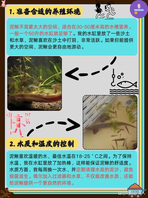 免费泥鳅养殖技术哪里学？-图2