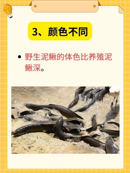 免费泥鳅养殖技术哪里学？-图3