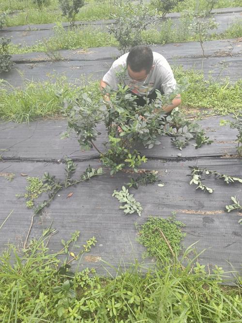大棚蓝莓修剪技术视频，怎么剪才对？-图1