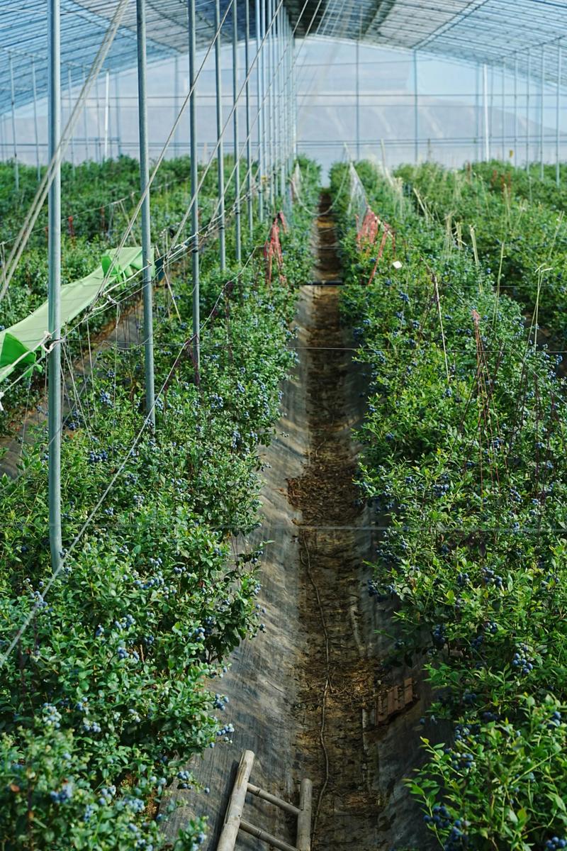 大棚蓝莓修剪技术视频，怎么剪才对？-图2