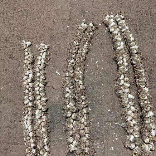 2025年四六瓣价格会涨还是跌？-图1