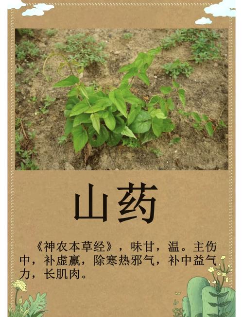 中央每日农经推荐品种是什么？-图1