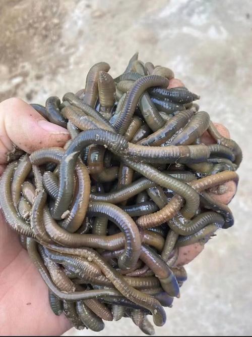 哪种蚯蚓品种最好？看图识别指南-图1