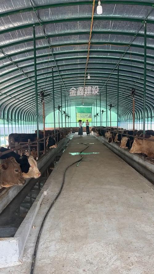 现代养牛技术视频如何高效播放学习？-图3