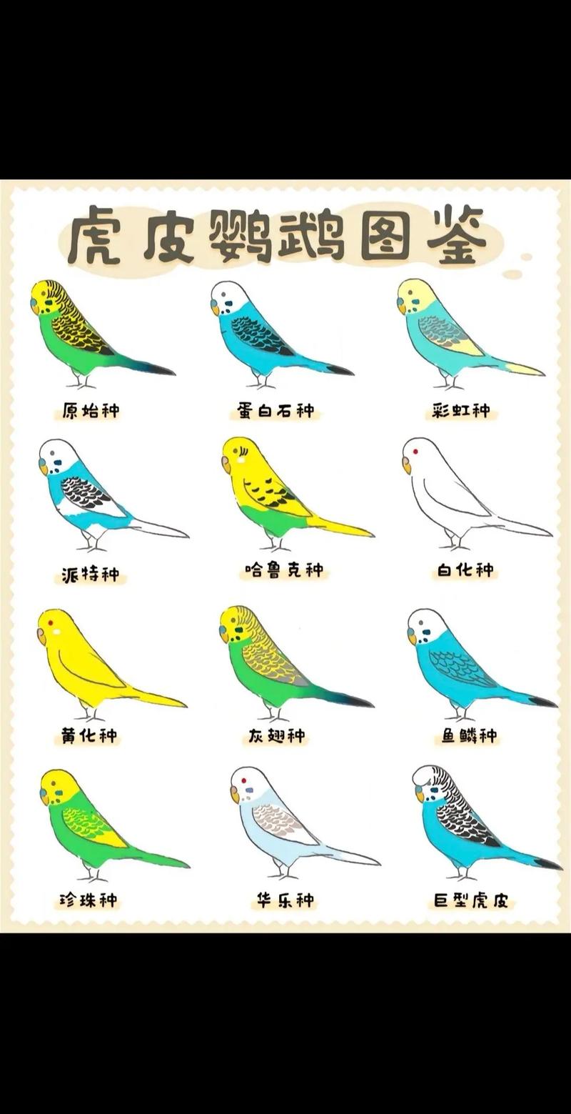哪些鹦鹉品种适合家庭养殖？-图1