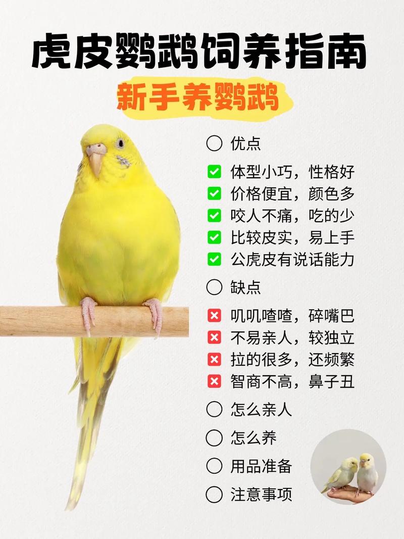 哪些鹦鹉品种适合家庭养殖？-图2