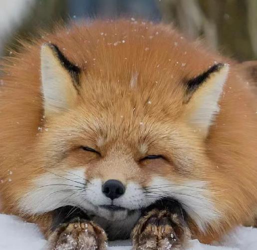 狐狸品种有哪些？看图识狐全在这-图1