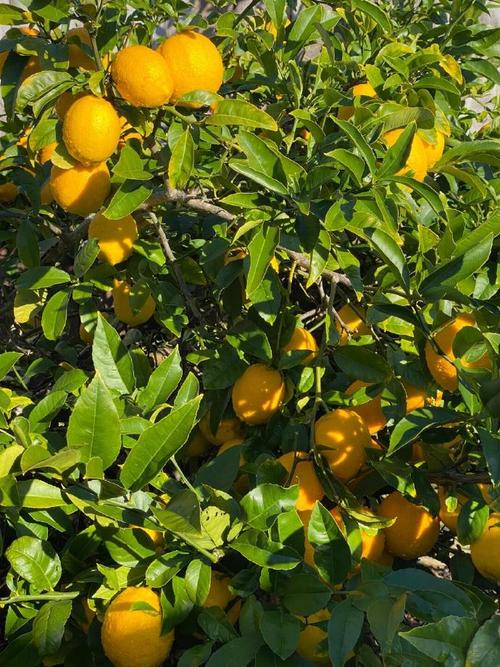 柠檬高产种植技术视频，如何实现高效种植？-图2