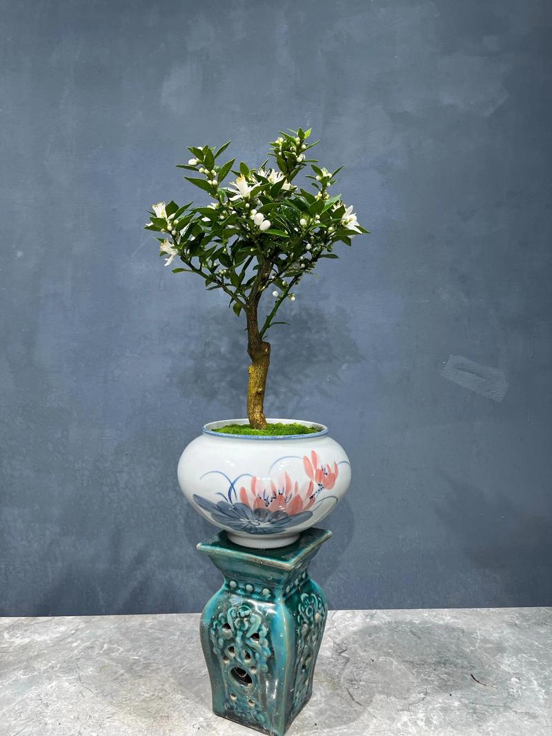 盆栽水果常见品种有哪些？-图1