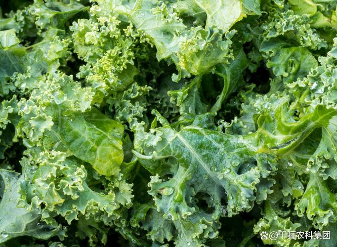 夏季甘蓝高产种植技术-图2