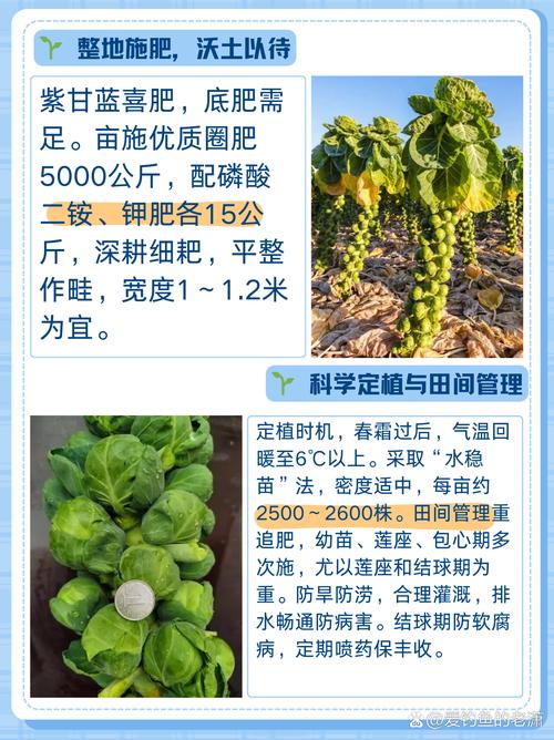 夏季甘蓝高产种植技术-图3