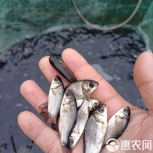 鲫鱼养殖技术视频，如何高效养殖？-图2