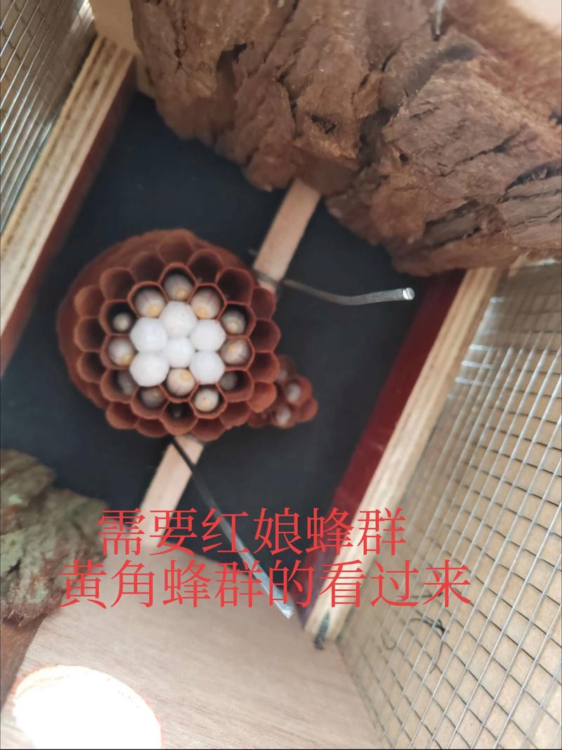 贵州胡蜂养殖技术公开，如何高效养殖？-图2