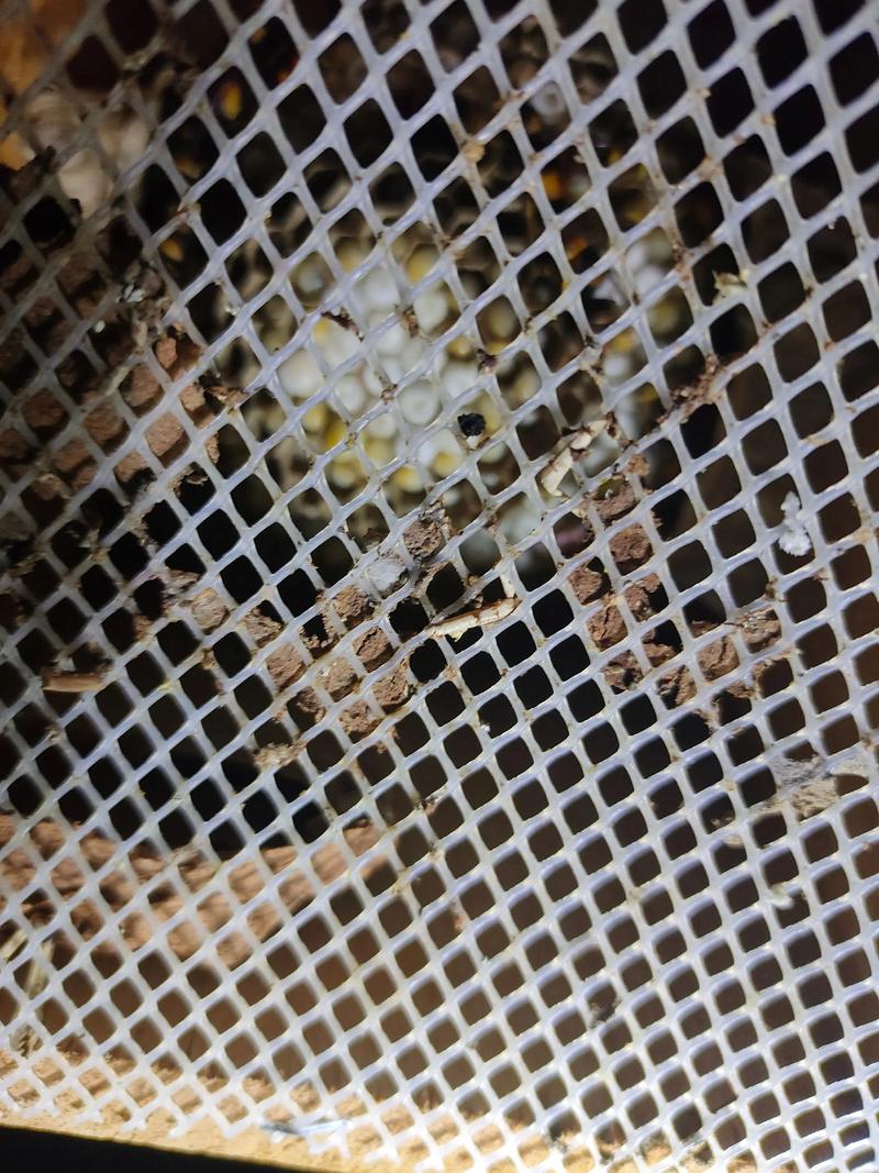 贵州胡蜂养殖技术公开，如何高效养殖？-图3