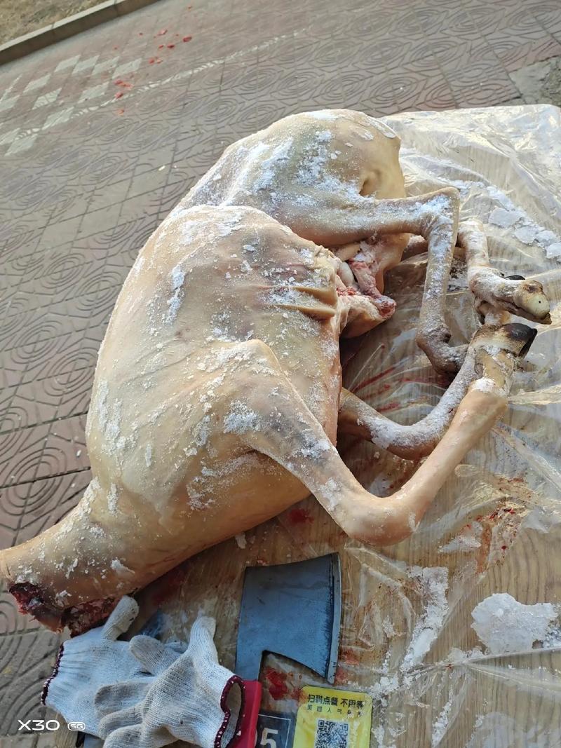 小尾寒羊肉价未来怎么走？-图3