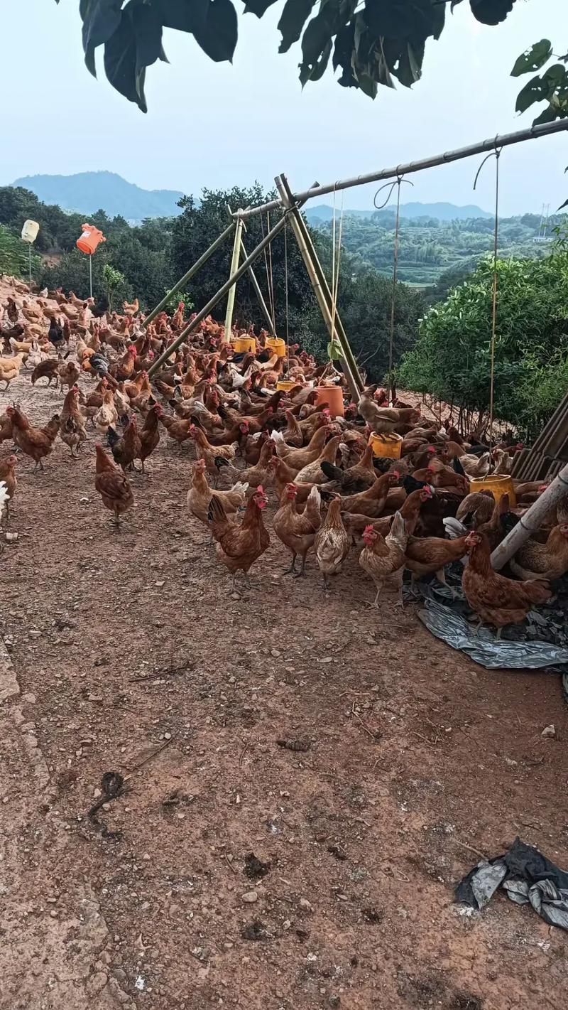 农家土鸡生态养殖技术-图1