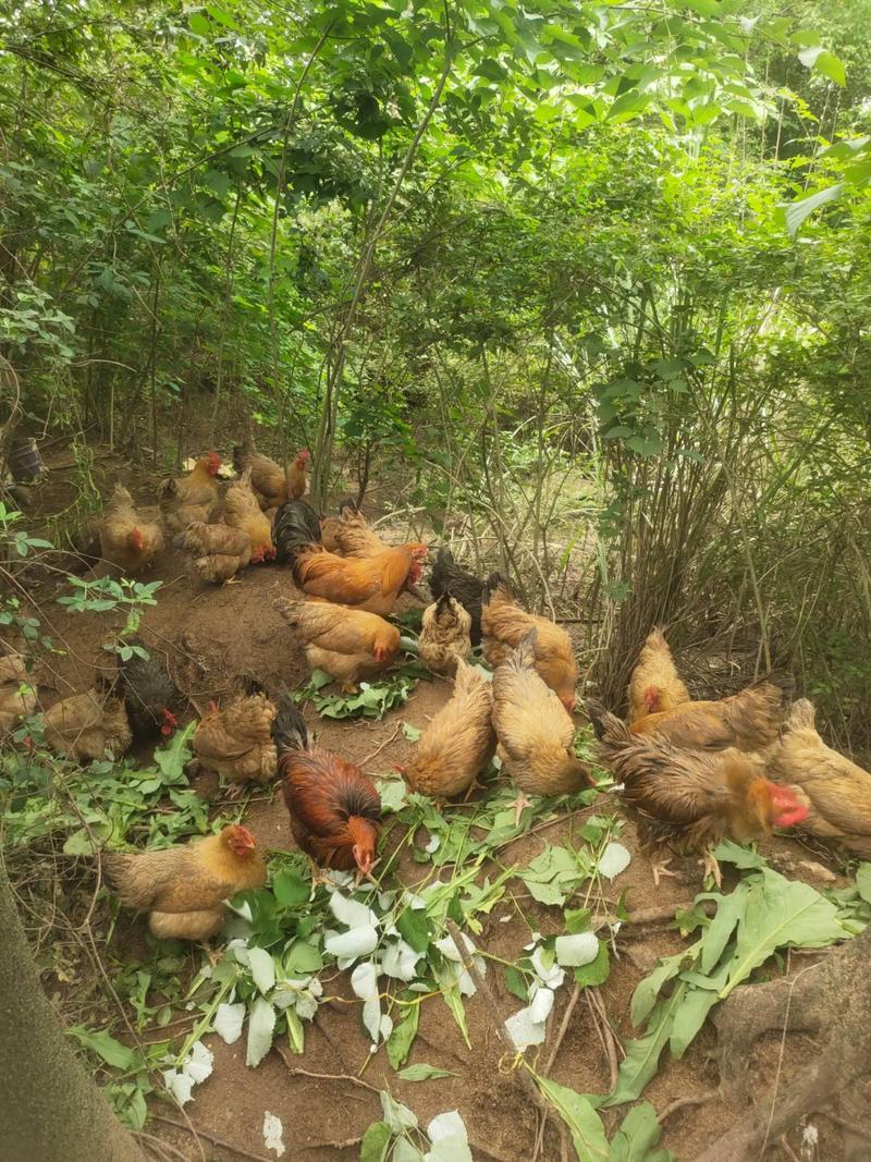 农家土鸡生态养殖技术-图2