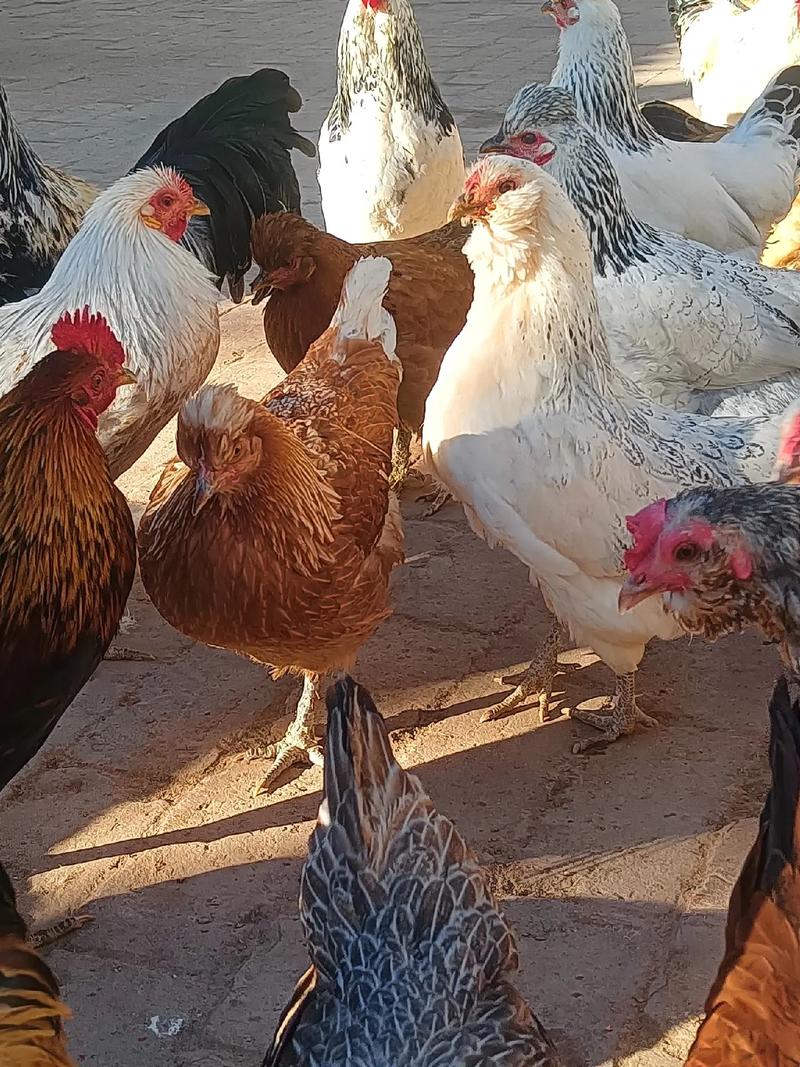陕西土鸡养殖选什么品种好？-图1