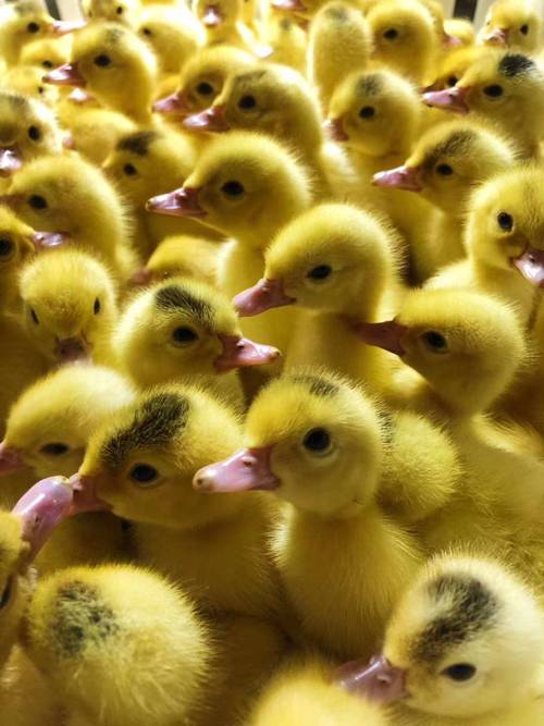 2025湖南番鸭价格会涨还是跌？-图1