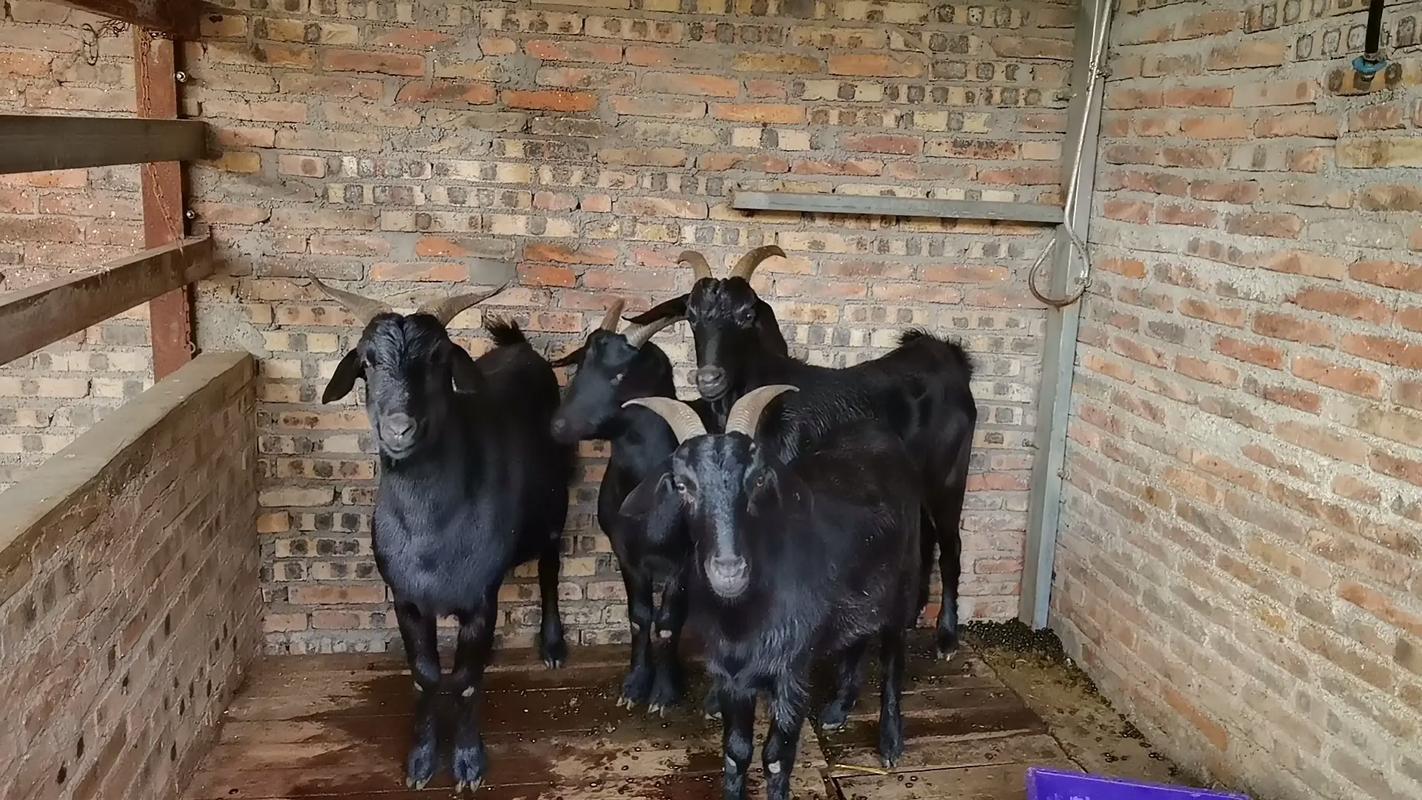 黑色山羊哪个品种最大-图1