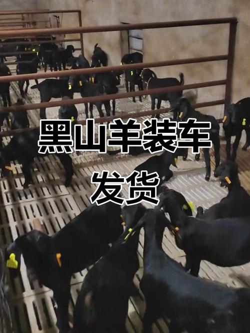 黑色山羊哪个品种最大-图2