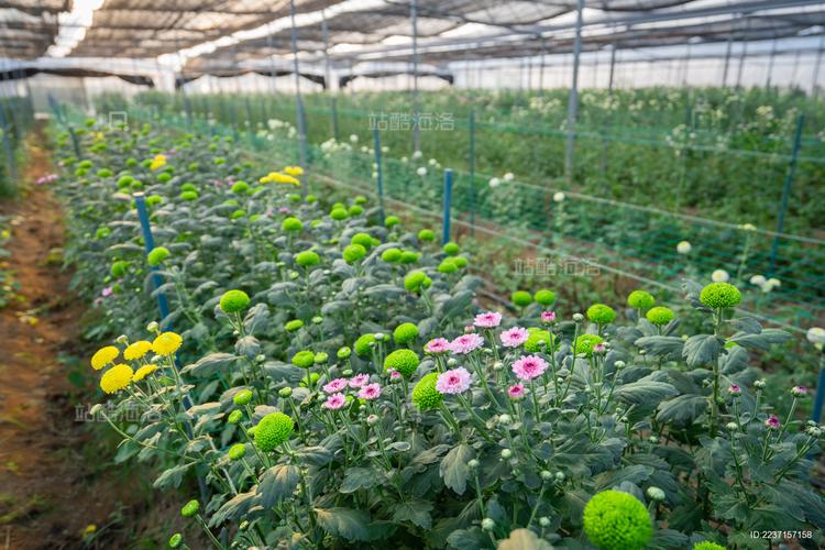 大棚种植菊花选什么品种好？-图1