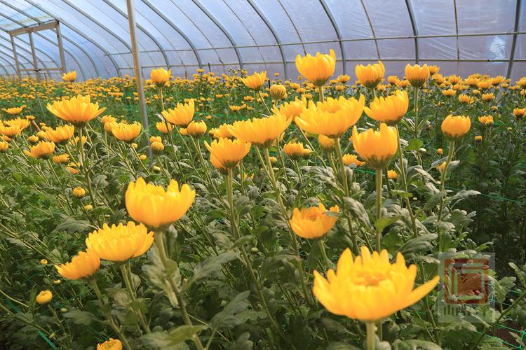 大棚种植菊花选什么品种好？-图2