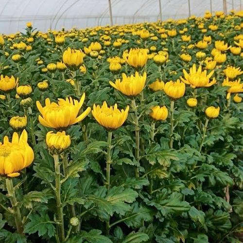 大棚种植菊花选什么品种好？-图3