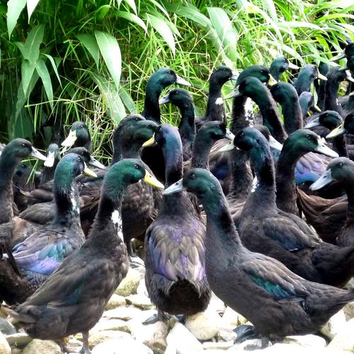 广西鸭子品种有哪些?-图1 广西鸭子品种有哪些?-图1