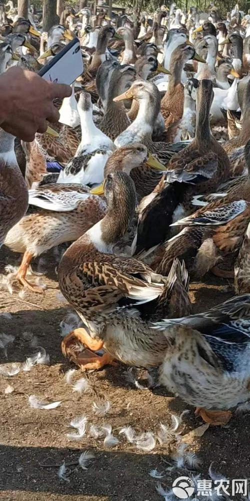 广西鸭子品种有哪些?-图2 广西鸭子品种有哪些?-图2