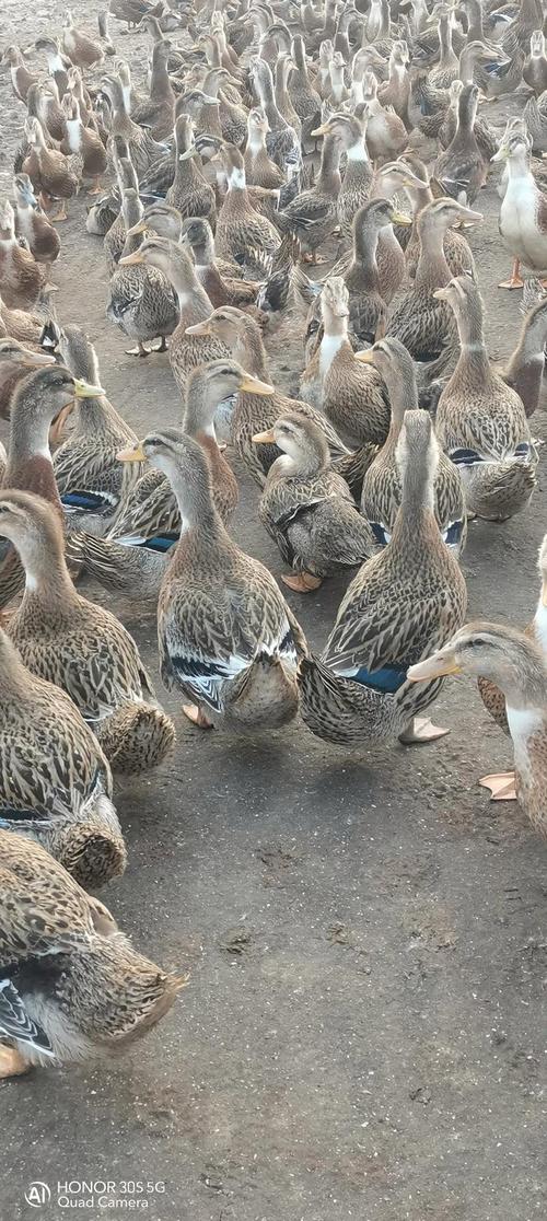 广西鸭子品种有哪些?-图3 广西鸭子品种有哪些?-图3