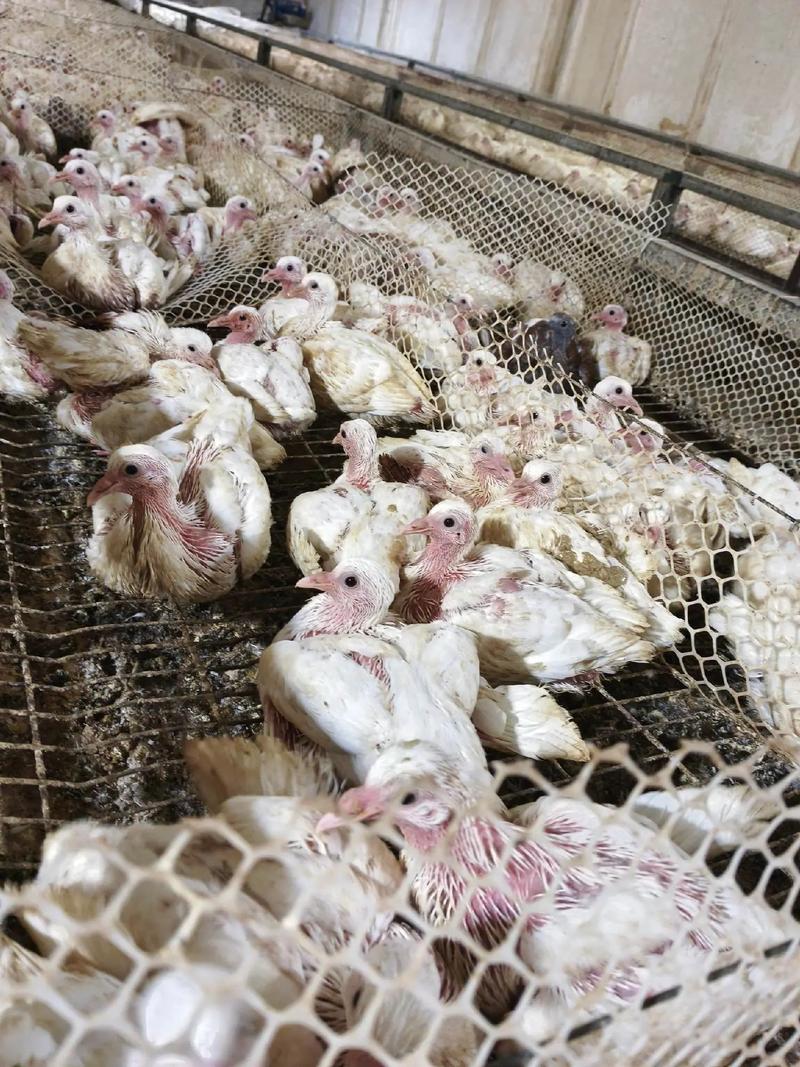 肉用乳鸽饲养管理技术有哪些要点?-图1 肉用乳鸽饲养管理技术有哪些要点?-图1