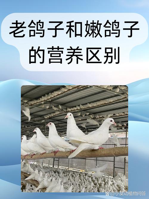 肉用乳鸽饲养管理技术有哪些要点?-图3 肉用乳鸽饲养管理技术有哪些要点?-图3