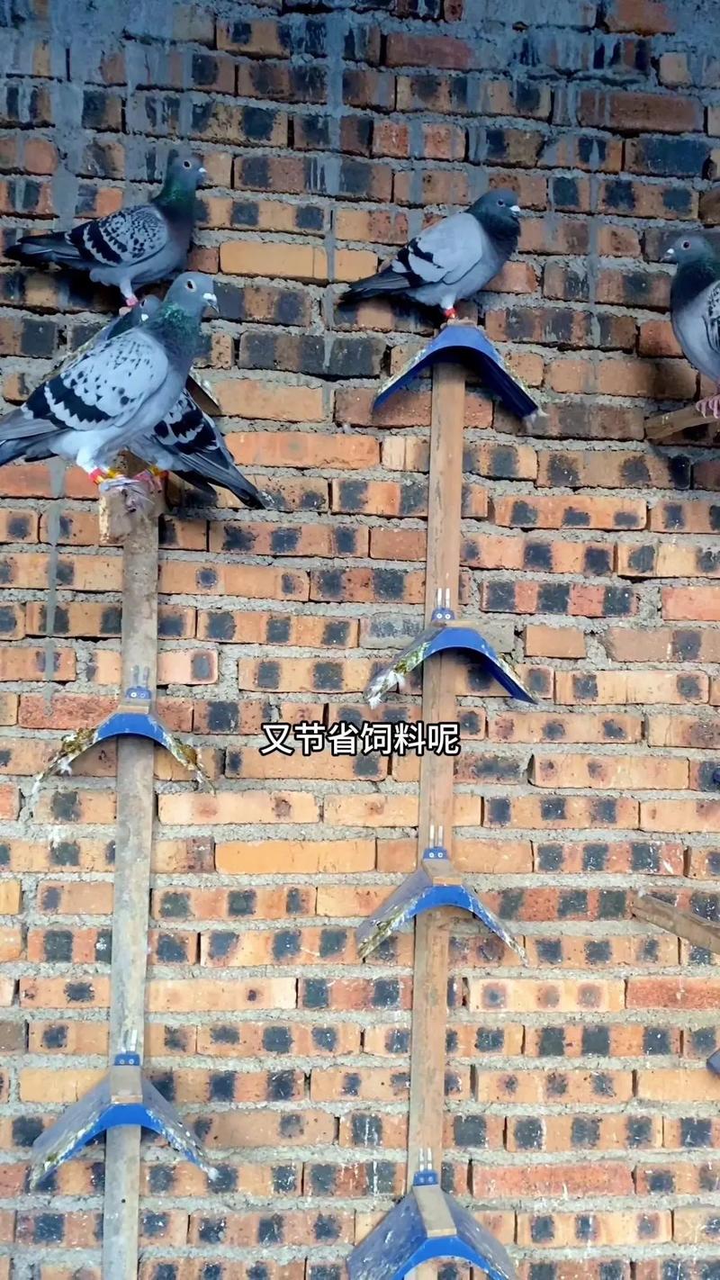 肉用乳鸽饲养管理技术有哪些要点?-图2 肉用乳鸽饲养管理技术有哪些要点?-图2