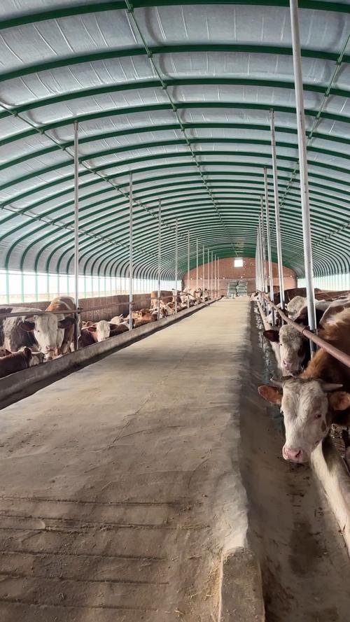 牛舍建设有哪些关键技术要点?-图1 牛舍建设有哪些关键技术要点?-图1