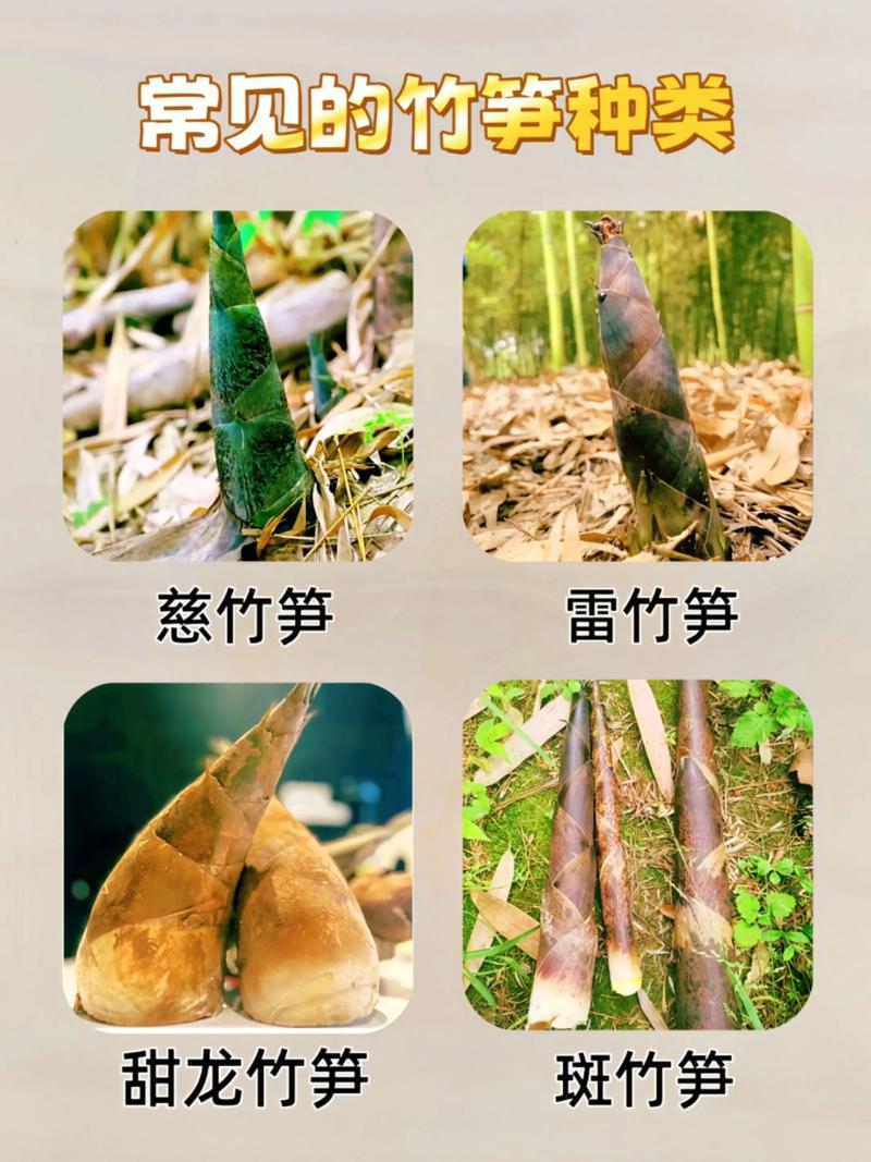 哪些竹子品种能食用？-图2
