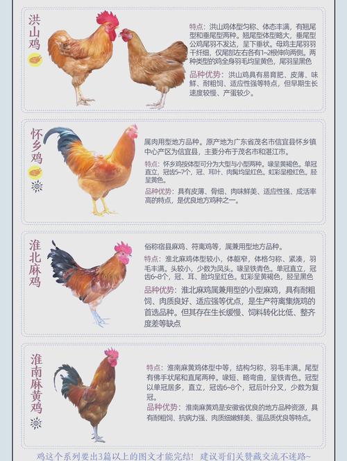 快速养鸡应选什么品种-图3
