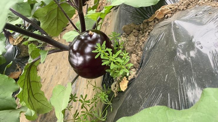 露天种茄子关键技术有哪些？-图2