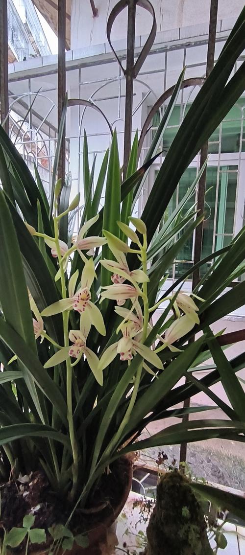 建兰哪些品种易生病？-图1